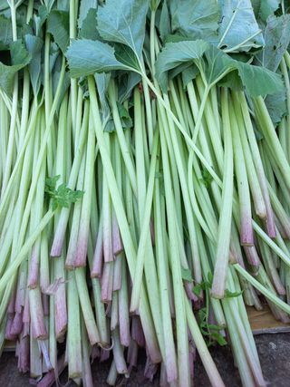 농민님의 기타작물 · 자유게시판 작성글 사진