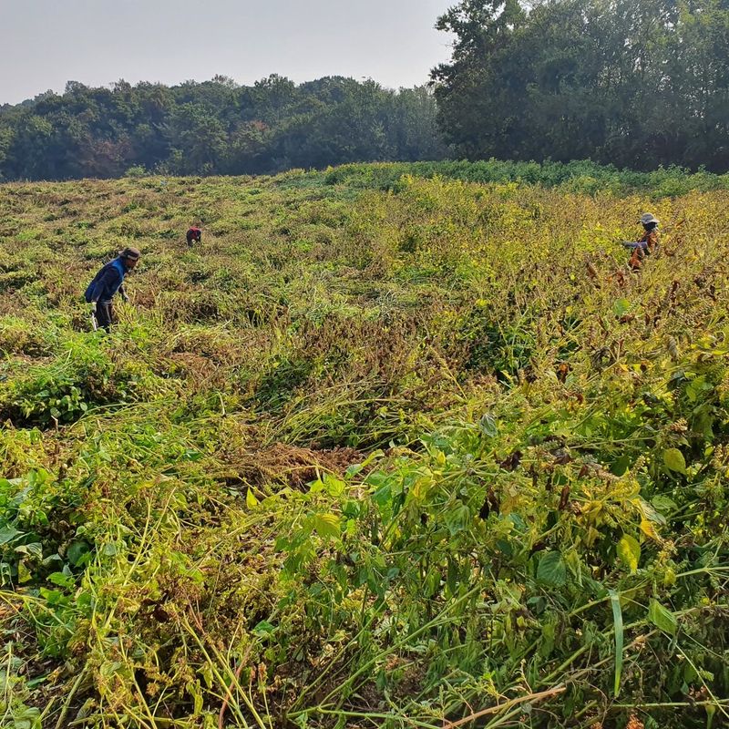 장터 상품 [들기름] 썸네일