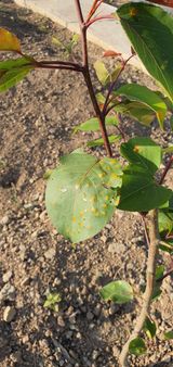 팜모닝 기타작물·병해충상담 게시글 이미지