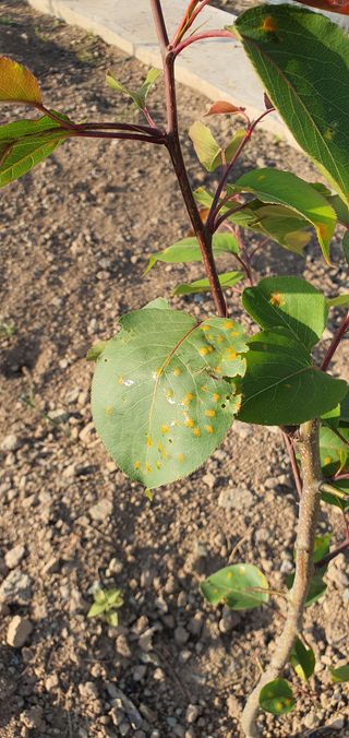 애이지고선님의 기타작물 · 병해충상담 작성글 사진