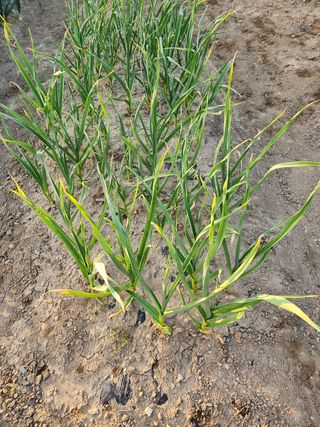 김찬우님의 마늘 · 병해충상담 작성글 사진