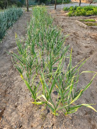 김찬우님의 마늘 · 병해충상담 작성글 사진