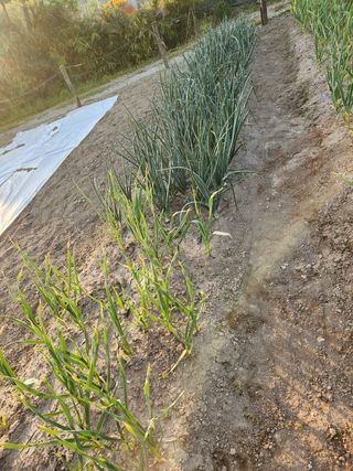 김찬우님의 마늘 · 병해충상담 작성글 사진