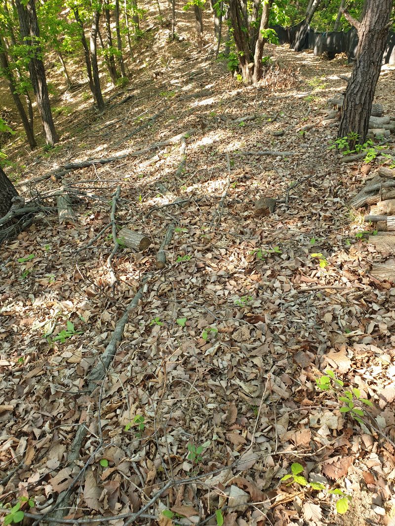 장터 상품 [야생천마 1kg] 썸네일