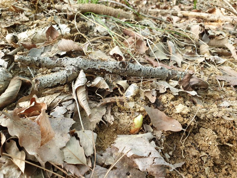 산약초농원님의 장터 판매 상품 [야생천마 1kg] 첨부 사진