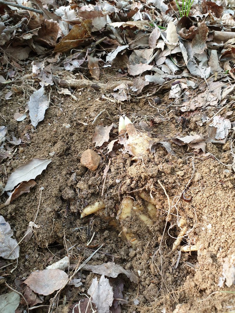 산약초농원님의 장터 판매 상품 [야생천마 1kg] 첨부 사진