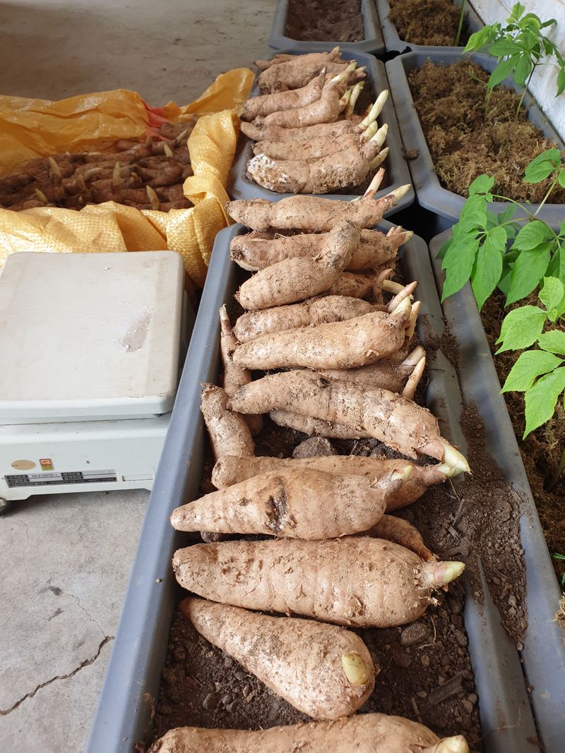 산약초농원님의 장터 판매 상품 [야생천마 1kg] 첨부 사진