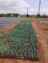 팜모닝 자유주제·자유게시판 게시글 이미지