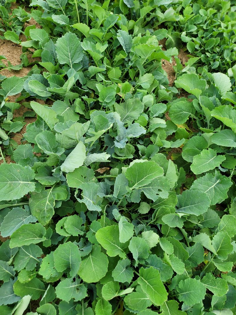 장터 상품 [노지 유채나물 1kg ] 썸네일