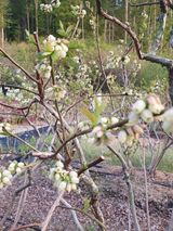 팜모닝 블루베리·자유게시판 게시글 이미지