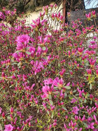 김기자(흰구름농원)님의 블루베리 · 자유게시판 작성글 사진