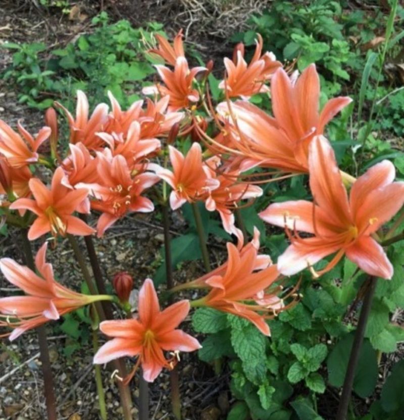 장터 상품 [거제상사화 샤프란] 썸네일