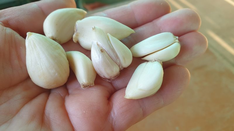 장터 상품 [[품절]유황육쪽마늘 왕못난이 2kg] 썸네일