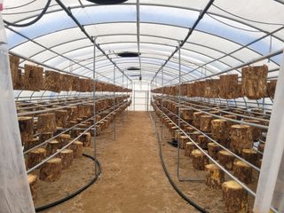 나삼주님의 버섯 · 파종작업 작성글 사진