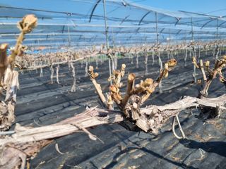 김북규님의 포도 · 자유게시판 작성글 사진