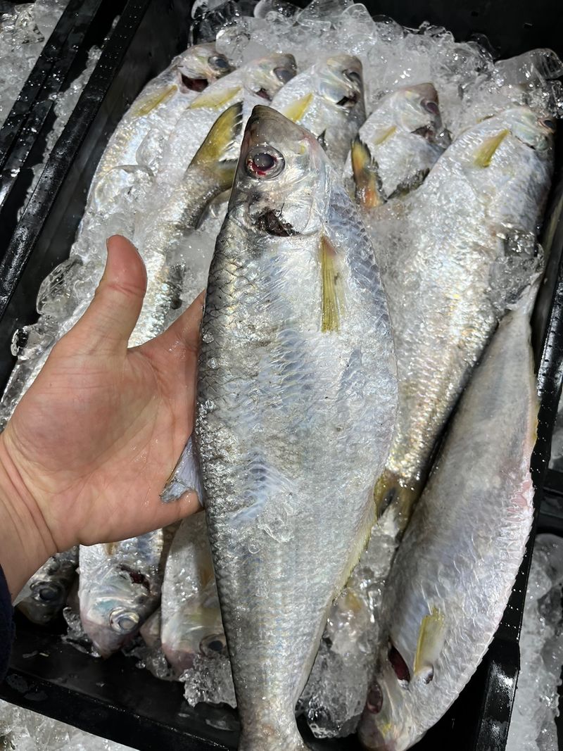 장터 상품 [국내산준치회/삼치(구이용)판매합니다] 썸네일