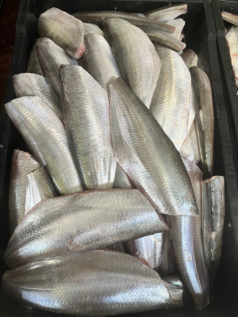 목포 물좋은수산님의 장터 판매 상품 [국내산준치회/삼치(구이용)판매합니다] 첨부 사진