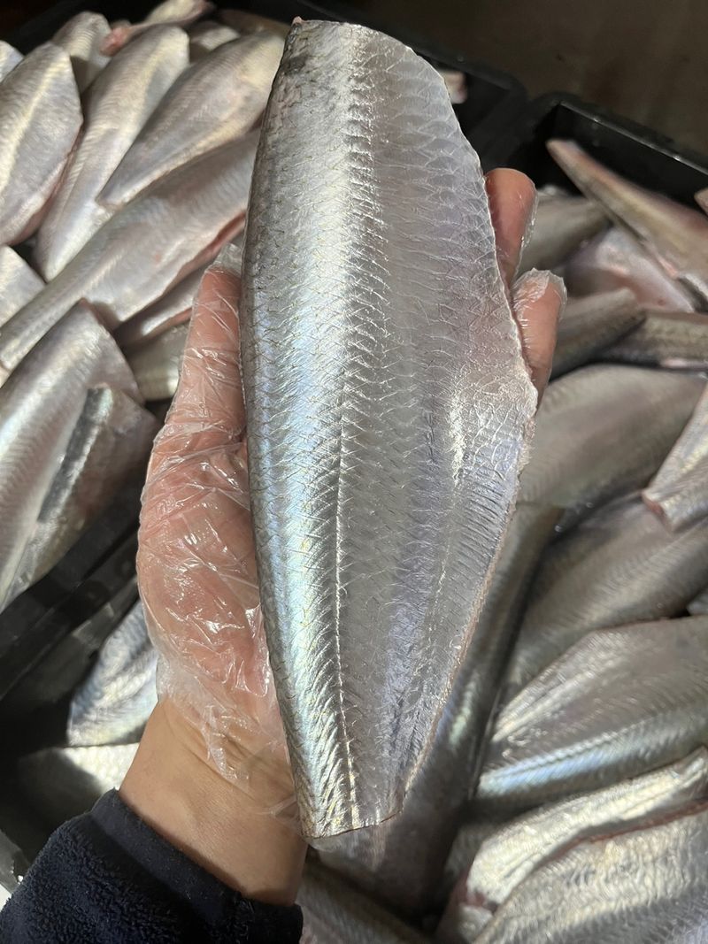목포 물좋은수산님의 장터 판매 상품 [국내산준치회/삼치(구이용)판매합니다] 첨부 사진