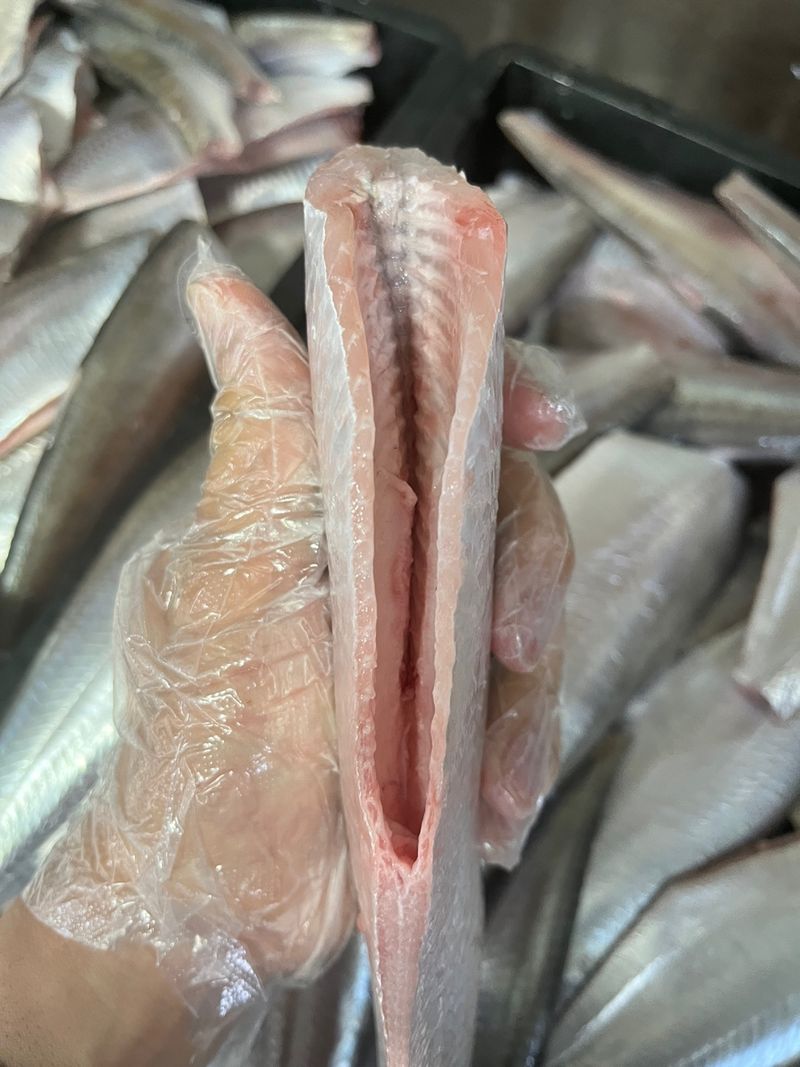 목포 물좋은수산님의 장터 판매 상품 [국내산준치회/삼치(구이용)판매합니다] 첨부 사진