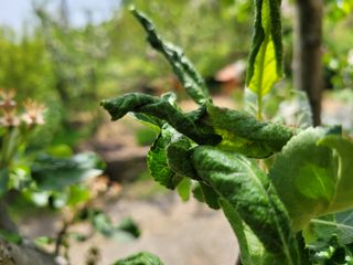 자연농원 순 강재옥님의 자유주제 · 자유게시판 작성글 사진