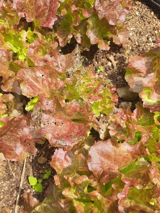 이종선님의 상추 · 병해충상담 작성글 사진