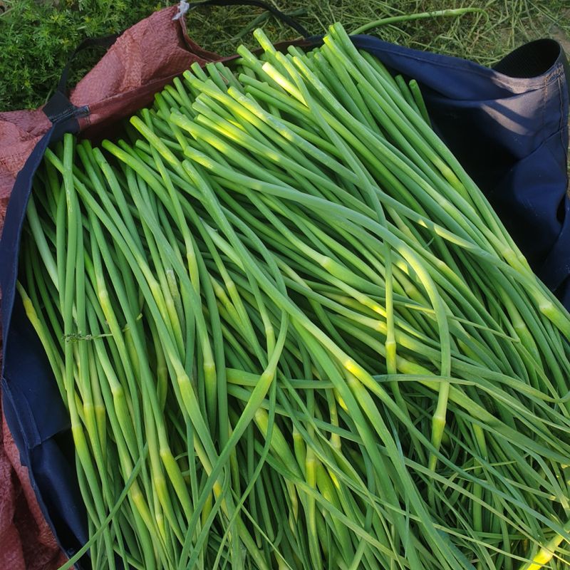 장터 상품 [마늘쫑 4kg 20000. (판매완료)] 썸네일