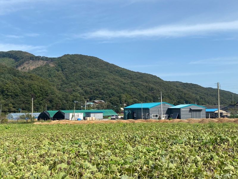 천현석님의 장터 판매 상품 [표고버섯 배지 1.3kg] 첨부 사진