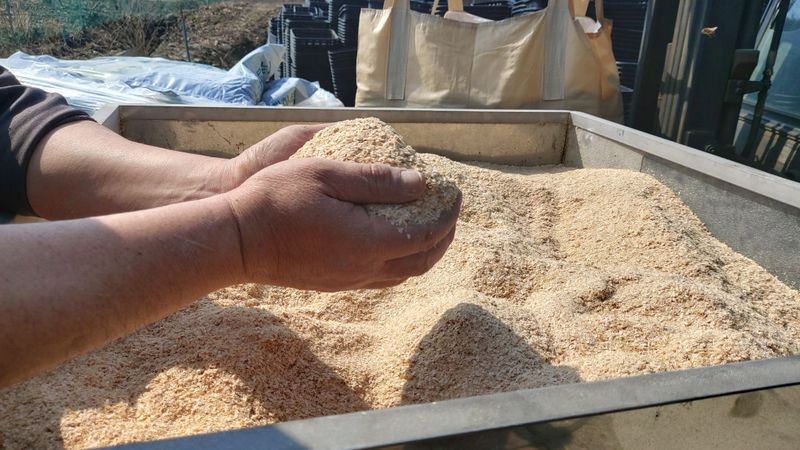 천현석님의 장터 판매 상품 [표고버섯 배지 1.3kg] 첨부 사진