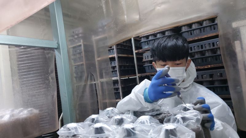 천현석님의 장터 판매 상품 [표고버섯 배지 1.3kg] 첨부 사진