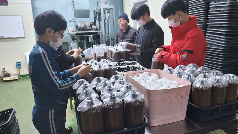 천현석님의 장터 판매 상품 [표고버섯 배지 1.3kg] 첨부 사진