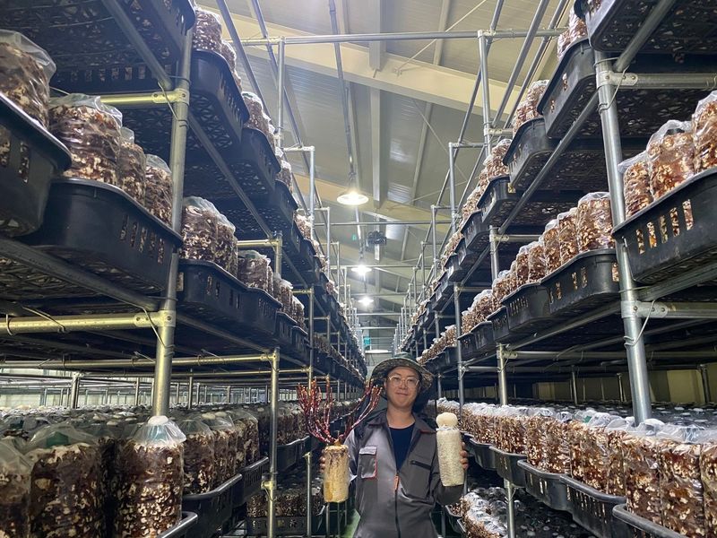 천현석님의 장터 판매 상품 [표고버섯 배지 1.3kg] 첨부 사진