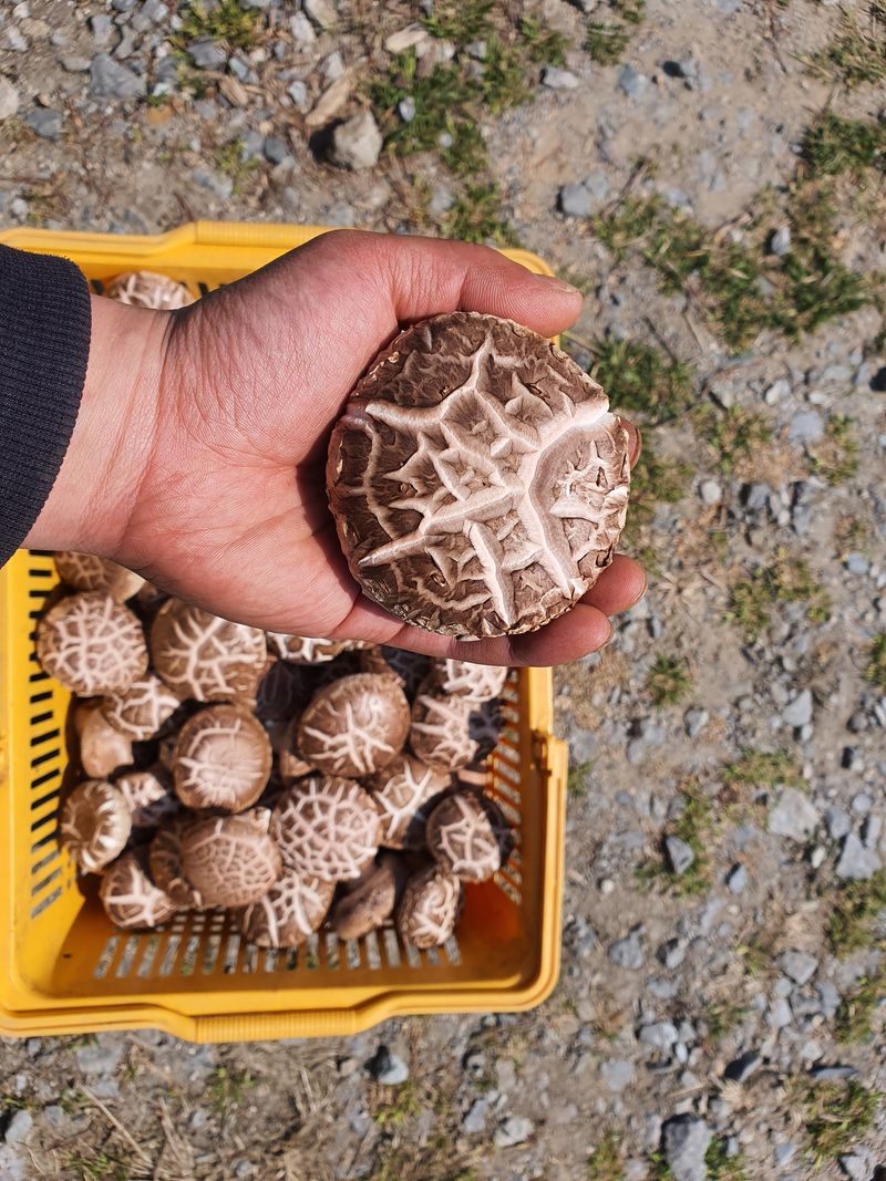 천현석님의 장터 판매 상품 [표고버섯 배지 1.3kg] 첨부 사진