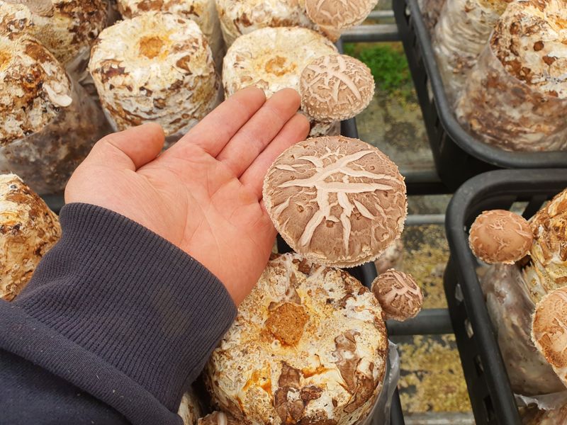 천현석님의 장터 판매 상품 [표고버섯 배지 1.3kg] 첨부 사진