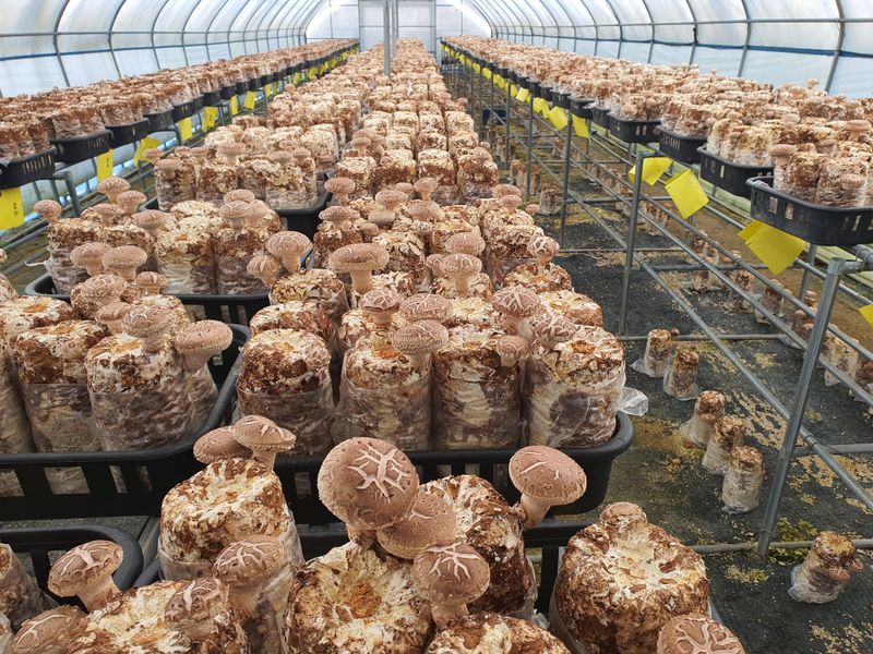 천현석님의 장터 판매 상품 [표고버섯 배지 1.3kg] 첨부 사진