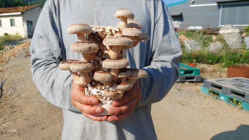 천현석님의 장터 판매 상품 [표고버섯 배지 1.3kg] 첨부 사진