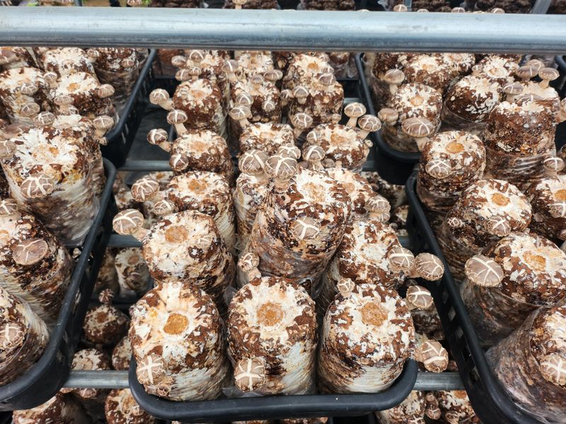 천현석님의 장터 판매 상품 [표고버섯 배지 1.3kg] 첨부 사진