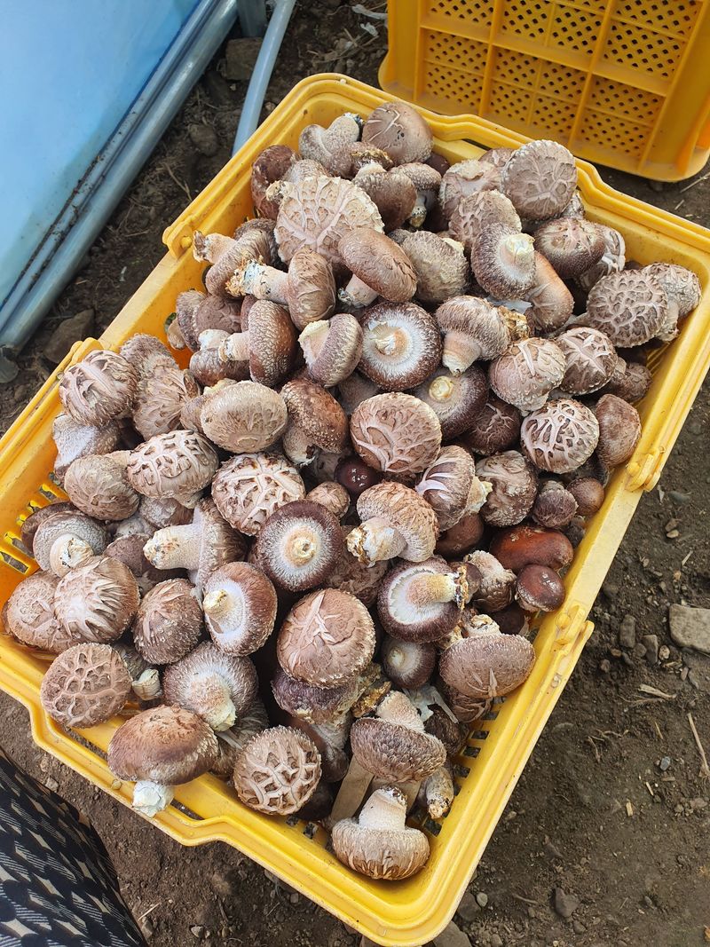 천현석님의 장터 판매 상품 [표고버섯 배지 1.3kg] 첨부 사진