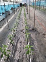 팜모닝 고추·일상 게시글 이미지