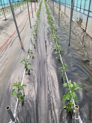 전남 장흥 장주하님의 고추 · 일상 작성글 사진