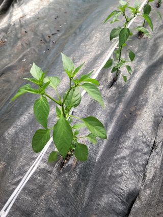 전남 장흥 장주하님의 고추 · 일상 작성글 사진