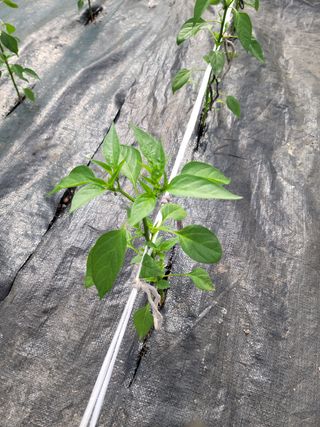 전남 장흥 장주하님의 고추 · 일상 작성글 사진