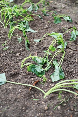 이승하님의 고구마 · 자유게시판 작성글 사진