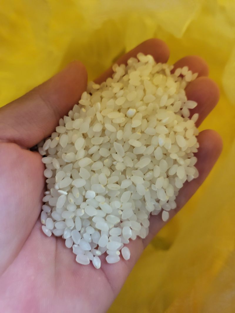 김영진(전남영광)님의 장터 판매 상품 [향미쌀 20kg 판매해요] 첨부 사진