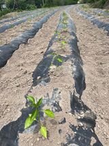 팜모닝 자유주제·자유게시판 게시글 이미지