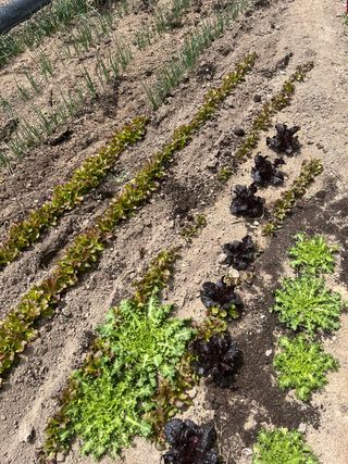 농부딸님의 자유주제 · 자유게시판 작성글 사진