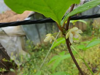 신선고을농원님의 콩 · 자유게시판 작성글 사진