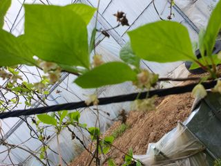 신선고을농원님의 콩 · 자유게시판 작성글 사진