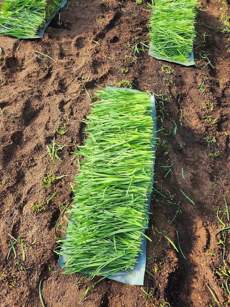 장터 상품 [부추 4kg(6시내고향방영 추천부추)] 썸네일