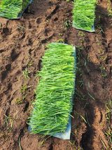 팜모닝 · 게시글 이미지