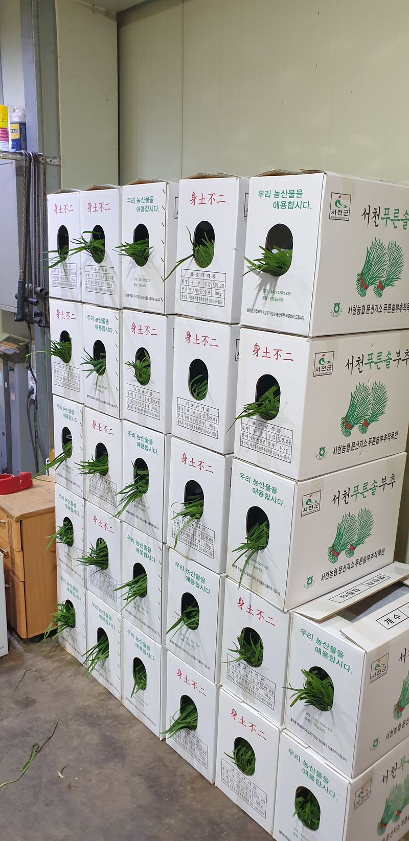 조일현님의 장터 판매 상품 [부추 4kg(6시내고향방영 추천부추)] 첨부 사진